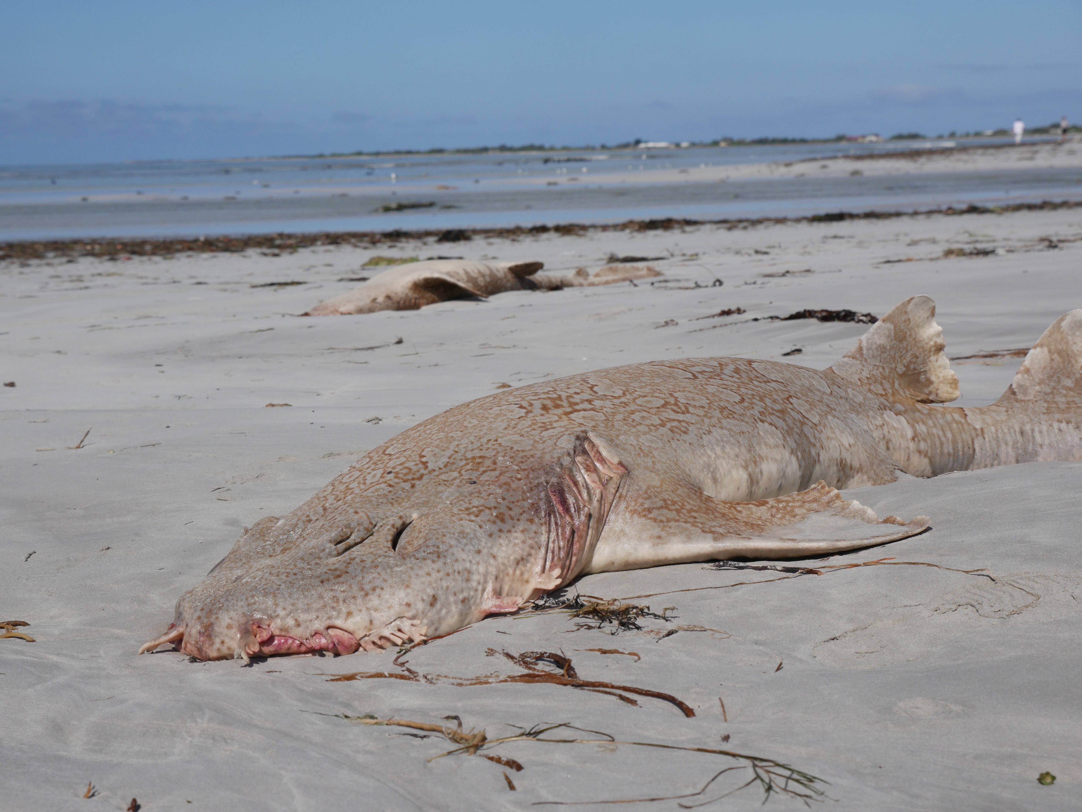 Two dead sharks lying on a beach