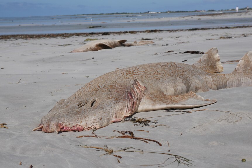 Two dead sharks lying on a beach
