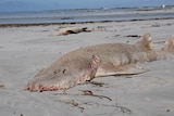 Two dead sharks lying on a beach