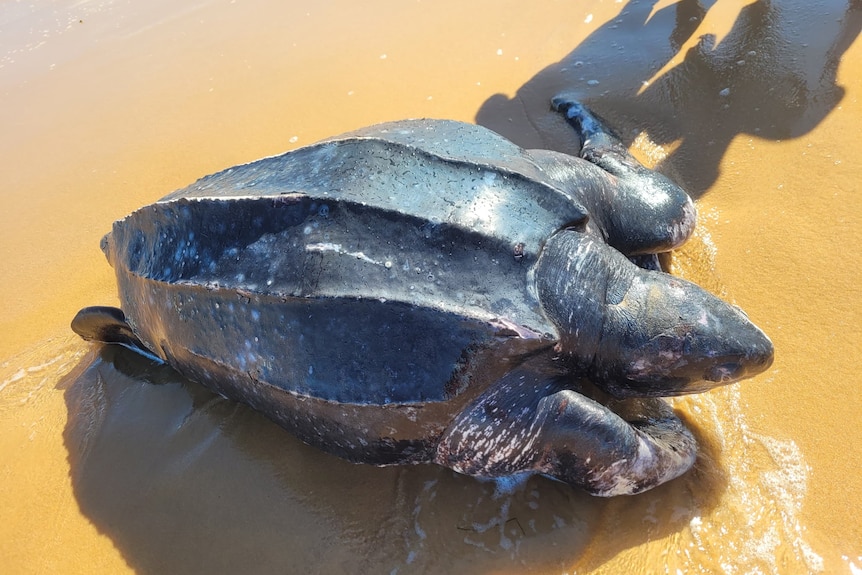 Birdseye close up photo of giant turtle on sand