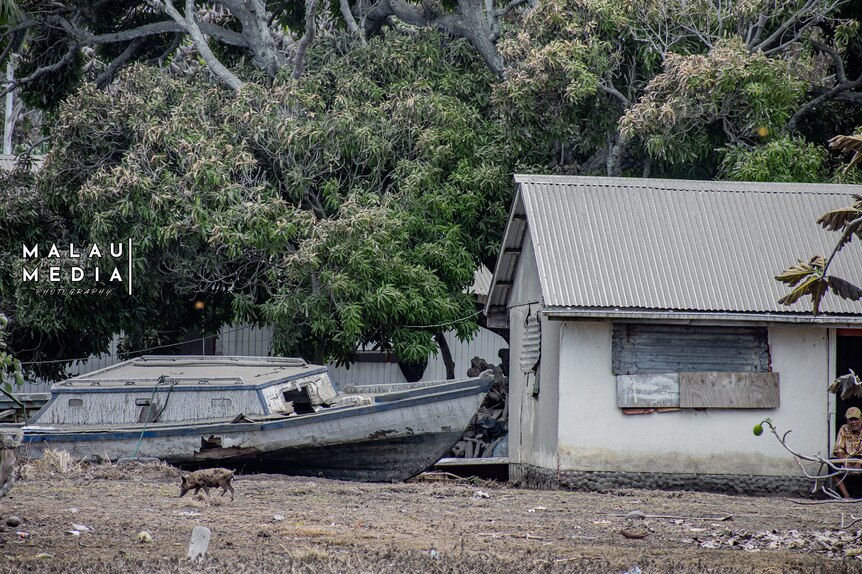 pig walks past boat washed up next to house in ruins post a tsunami in Tonga. Man sits in doorway. 