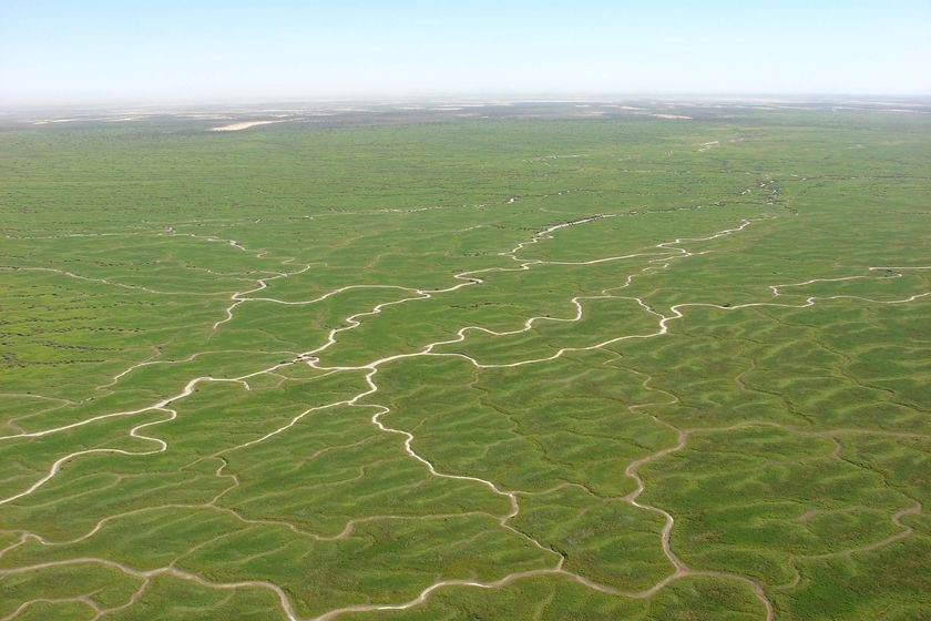 An aerial view of lush, green vegetation criss-crossed by waving lines of the creeks