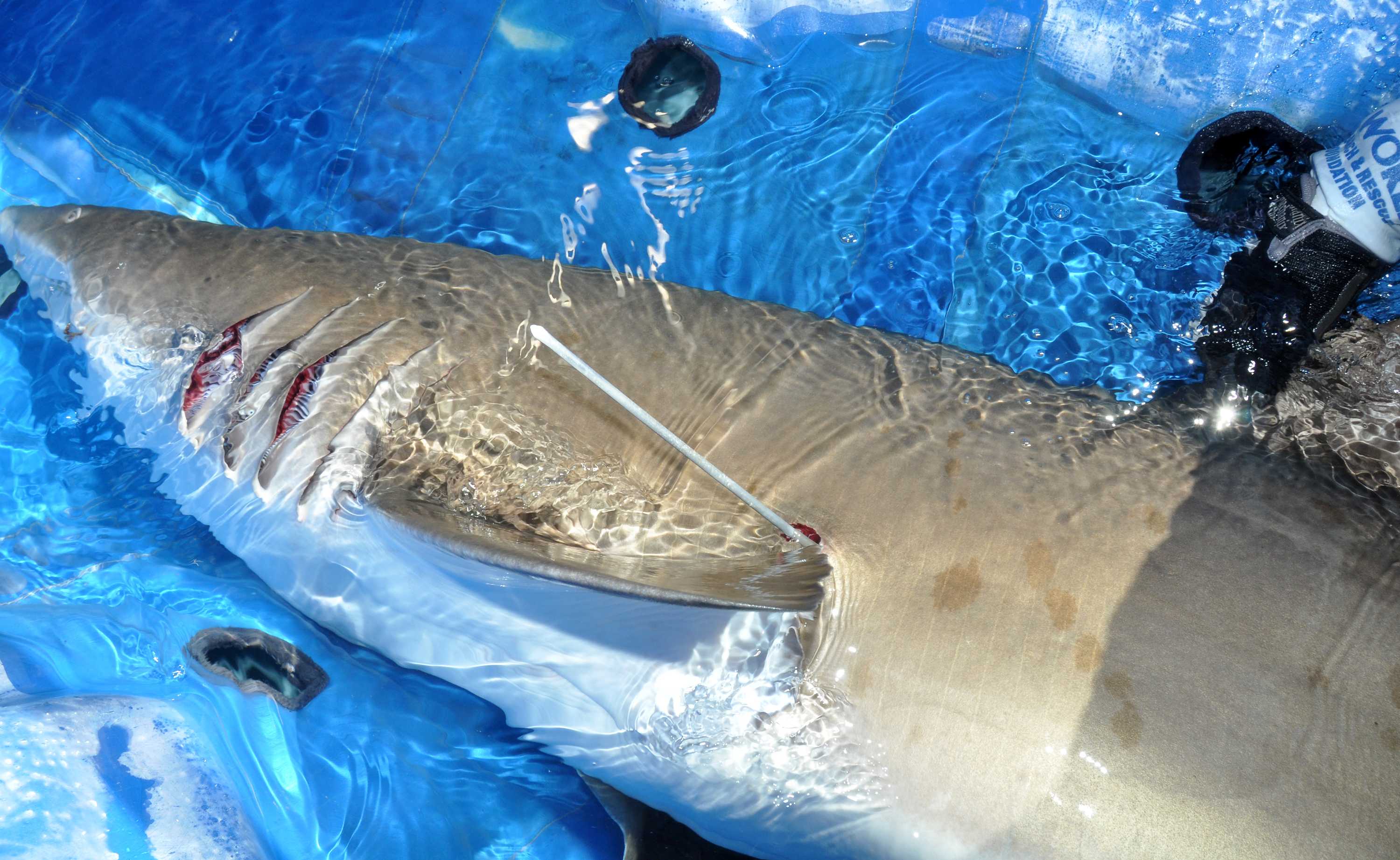 Grey nurse shark which swallowed 'homemade bait spike' is caught, has