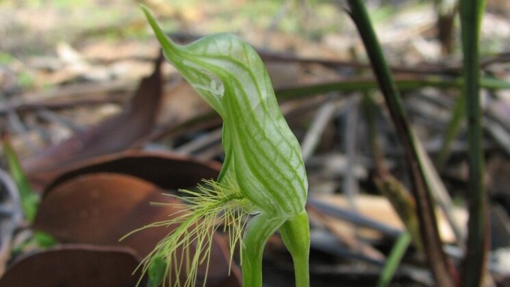 This picture shows the bearded greenhood orchid, a green wildflower.