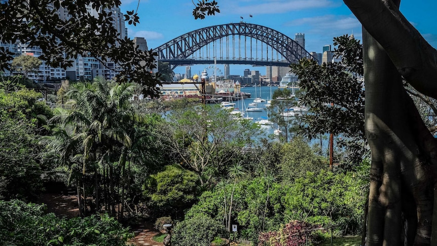 View of Sydney Harbour Bridge from Wendy Whiteley's garden.