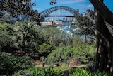 View of Sydney Harbour Bridge from Wendy Whiteley's garden.