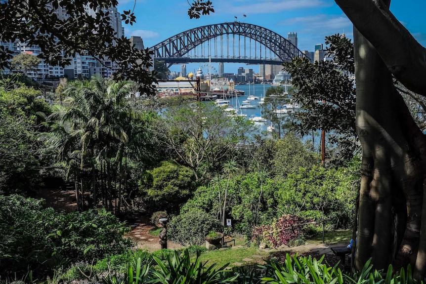 View of Sydney Harbour Bridge from Wendy Whiteley's garden.