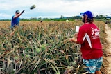 Workers picking pineapples in central Queensland