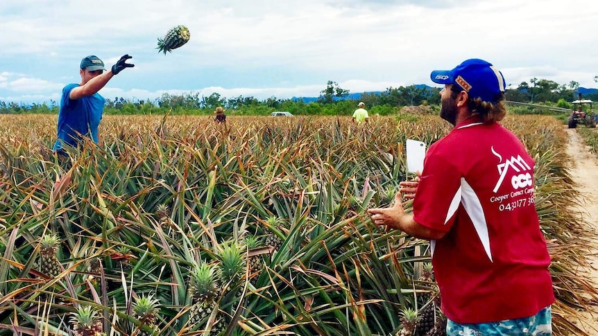 Workers picking pineapples in central Queensland