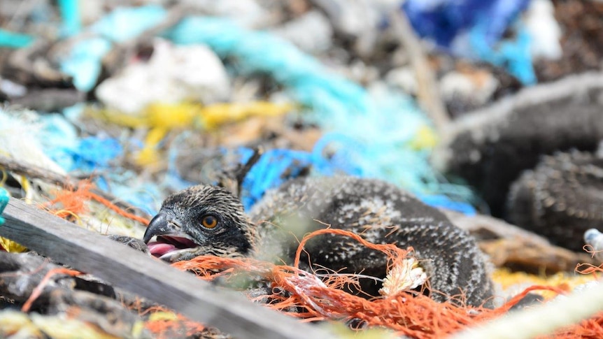 A baby osprey sits in a nest surrounded by plastic