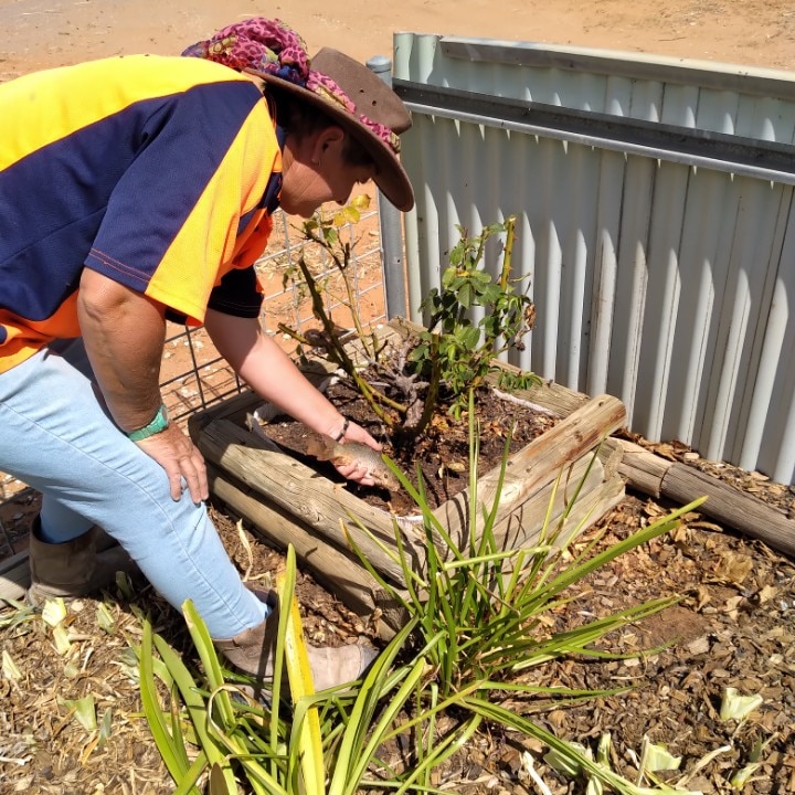 A lady with a hat planting dead carp into her garden.