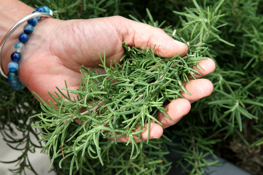 A woman's hand holds the leaves of a plant