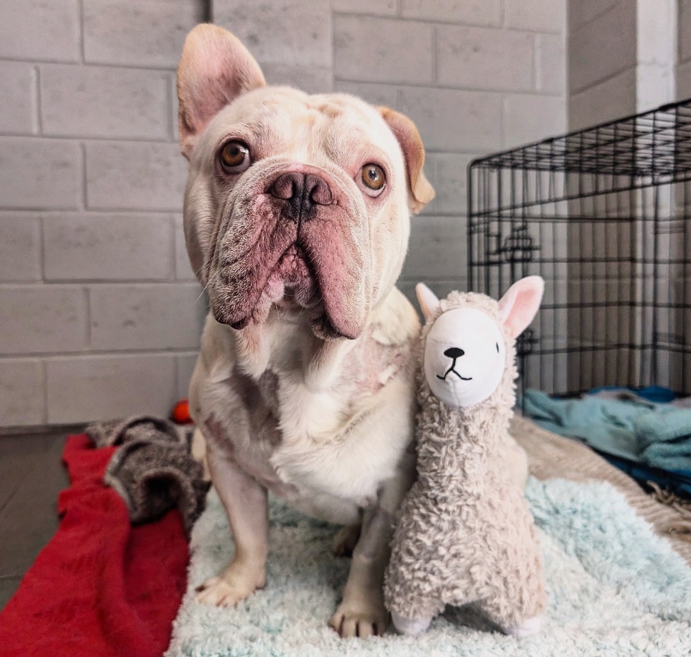 A sad, white French bulldog sits next to a small stuffed toy on blankets next to a dog cage.