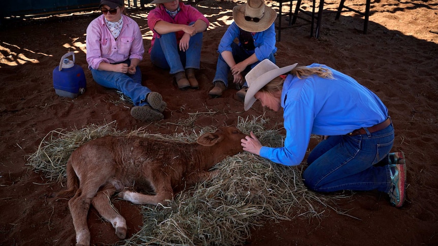 Stephanie Coombes comforts a dying calf that was trampled in the yards