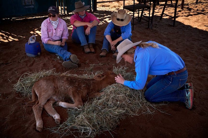 Stephanie Coombes comforts a dying calf that was trampled in the yards
