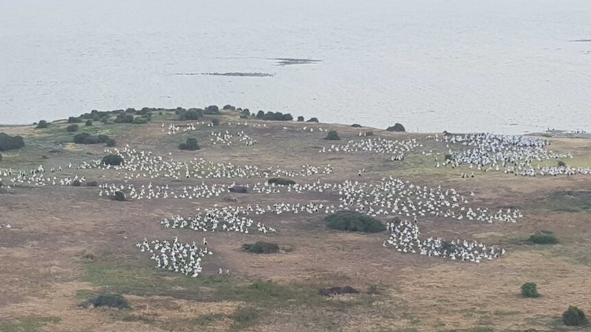 An aerial view of a large number of pelicans on the ground near a large body of water.