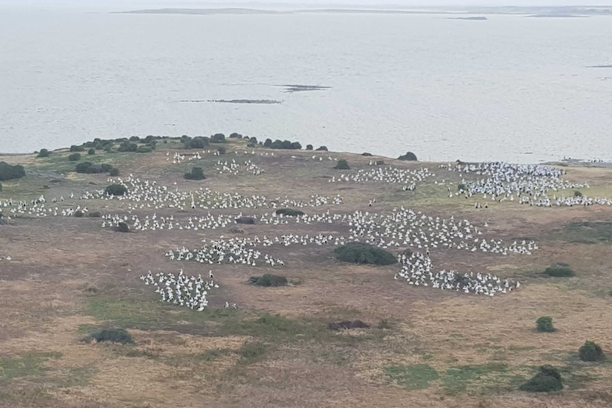 An aerial view of a large number of pelicans on the ground near a large body of water.