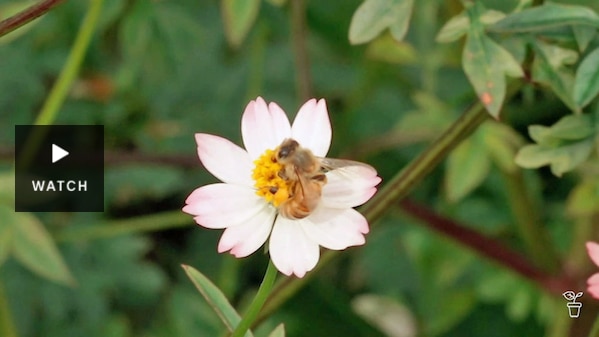 A bee collecting pollen on a white flower. Has Video.