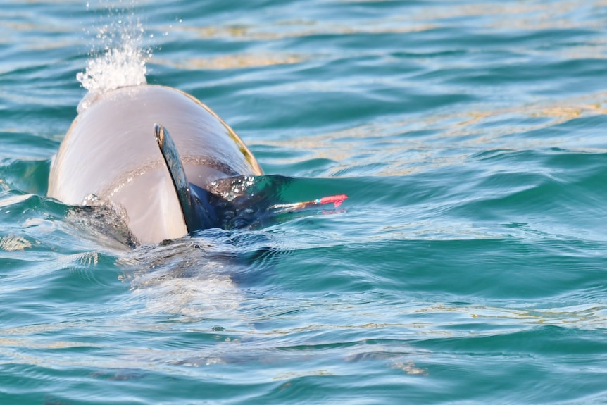 A dolphin with a spear with red tip in its side