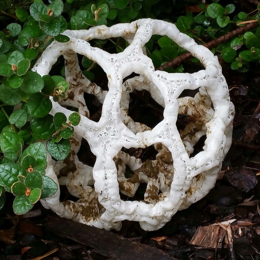 Wrinkle Cage fungi, shaped like a white cage-ball