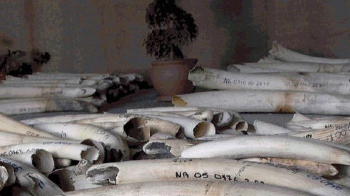 Elephant tusks up for sale