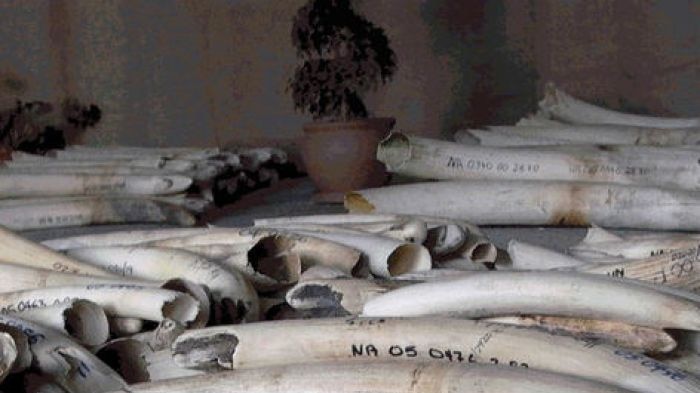 Namibia is one of four southern African countries that have been permitted to sell stockpiles of ivory.