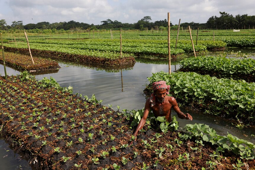 A farmer places water weeds on top of the seedlings' root on a floating bed.