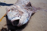 Fish deaths spark probe