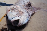 A dead fish lies on a beach in Cockburn Sound - RecFishWest