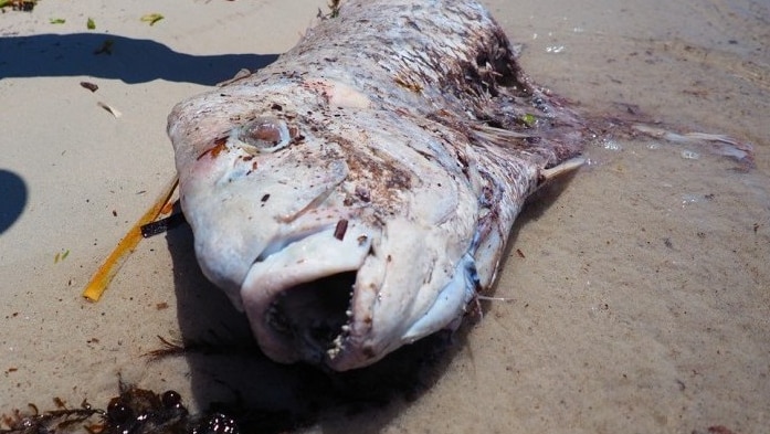 Fish deaths spark probe