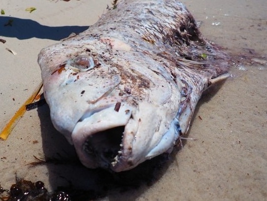 A dead fish lies on a beach in Cockburn Sound - RecFishWest