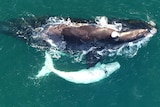 A baby southern right whale swimming with its mother,