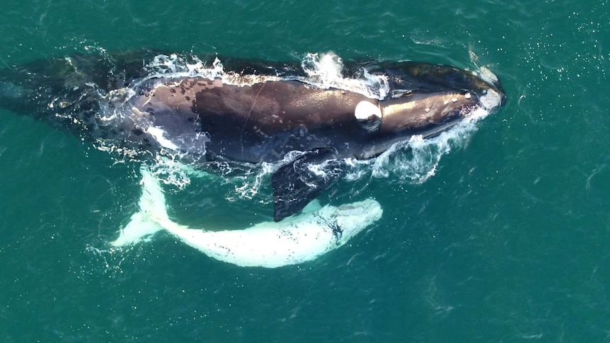 A baby southern right whale swimming with its mother,