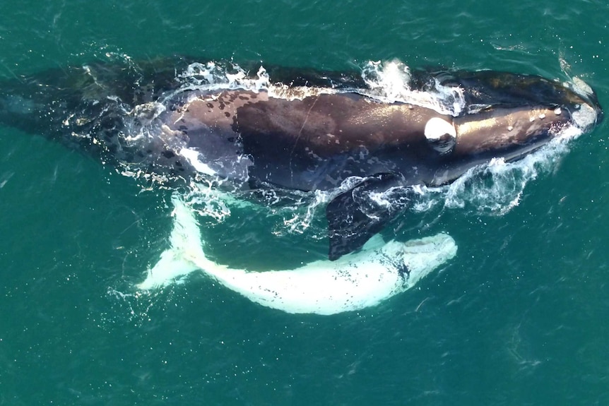 A baby southern right whale swimming with its mother,