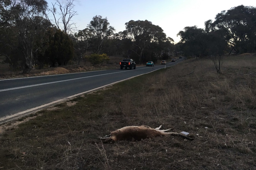 A kangaroo lies dead on the side of the road.