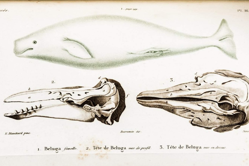 A page from a book shows a full beluga whale and the skull of a beluga whale from profile and underneath.