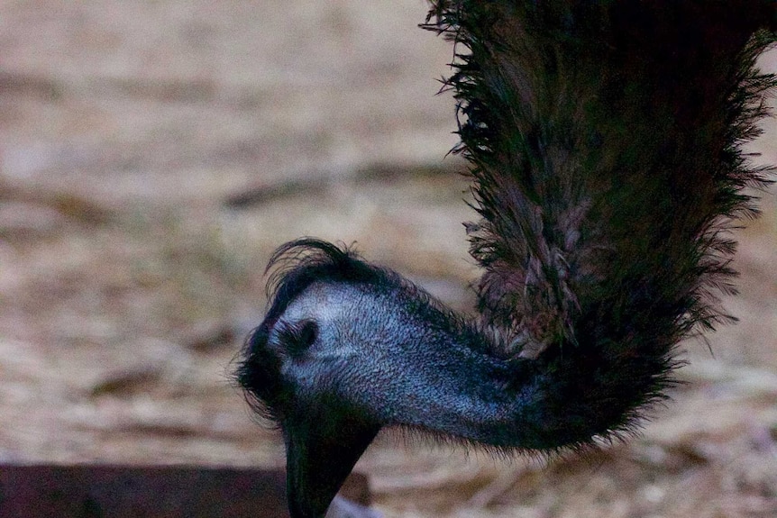 Endangered seeds and emu