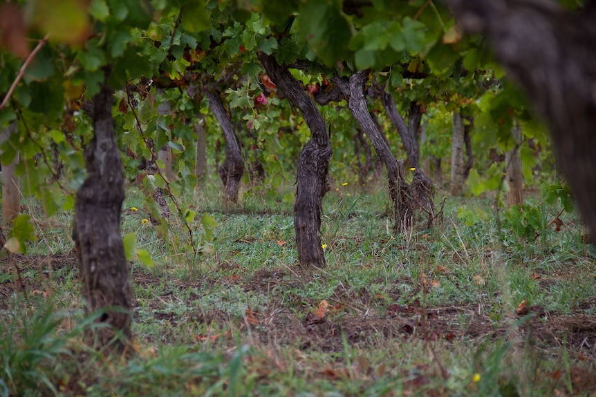 Vines planted by Doctor Tom Cullity in 1967