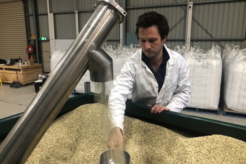 A man stands over a container of hemp seed, using a metal scoop to catch seeds as they fall from a delivery pipe.