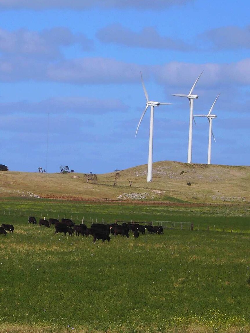 A wind farm near Millicent, South Australia. Cattle graze in the foreground underneath a blue cloudy sky.