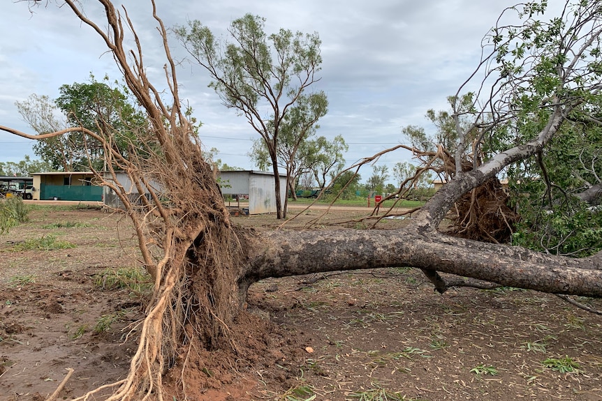 A fallen tree.