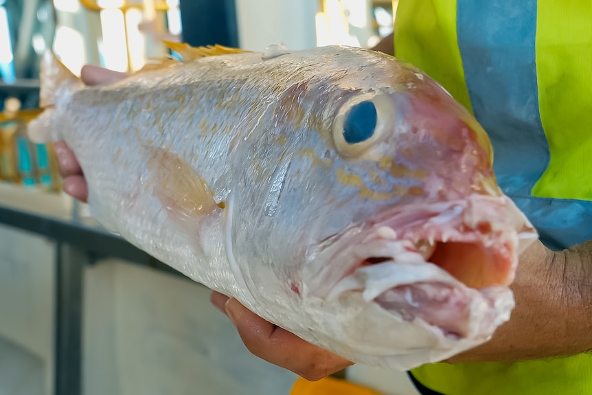 A fisher holding up one of the caught fish 