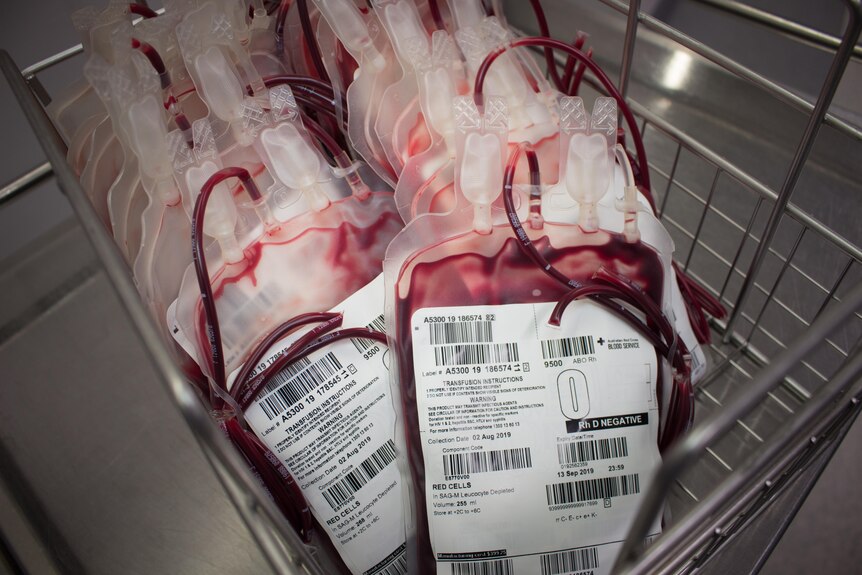 Bags of donated blood in a fridge.