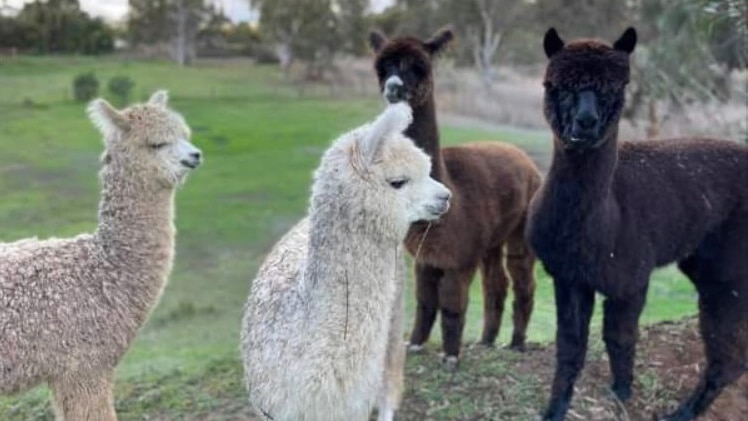 Four alpacas in a field.