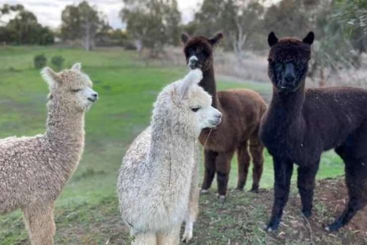 Four alpacas in a field.
