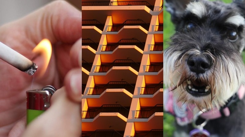 A composite image of a lit cigarette, a building and a dog