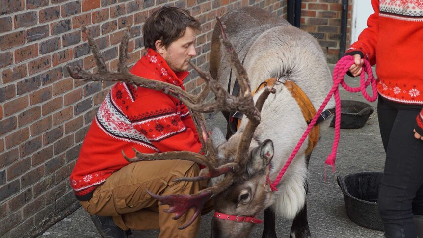 Man in Christmas sweater adjusts the bridle on a reindeer