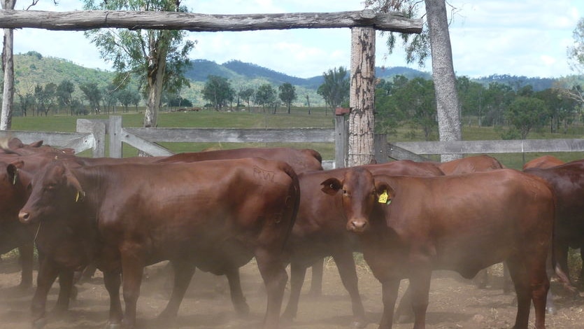 Graziers are struggling to maintain their cattle