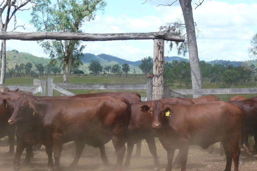 Graziers are struggling to maintain their cattle