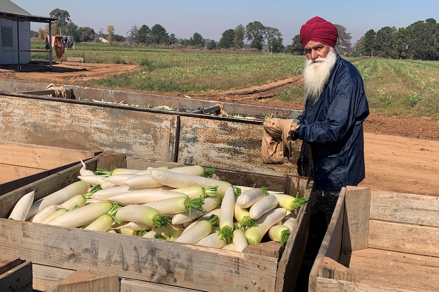 An older man with a long white beard, wearing a purple turban cleaning a pallet of daikon.